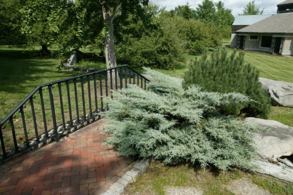 Grey Owl Juniper