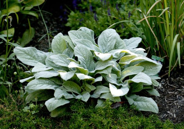 Helene Von Stein Lamb’s Ear