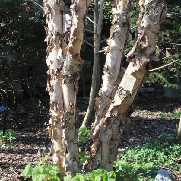 Heritage River Birch