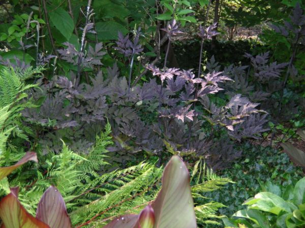 Hillside Black Beauty Snakeroot