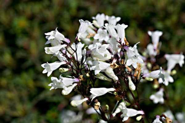 Husker Red Beardtongue