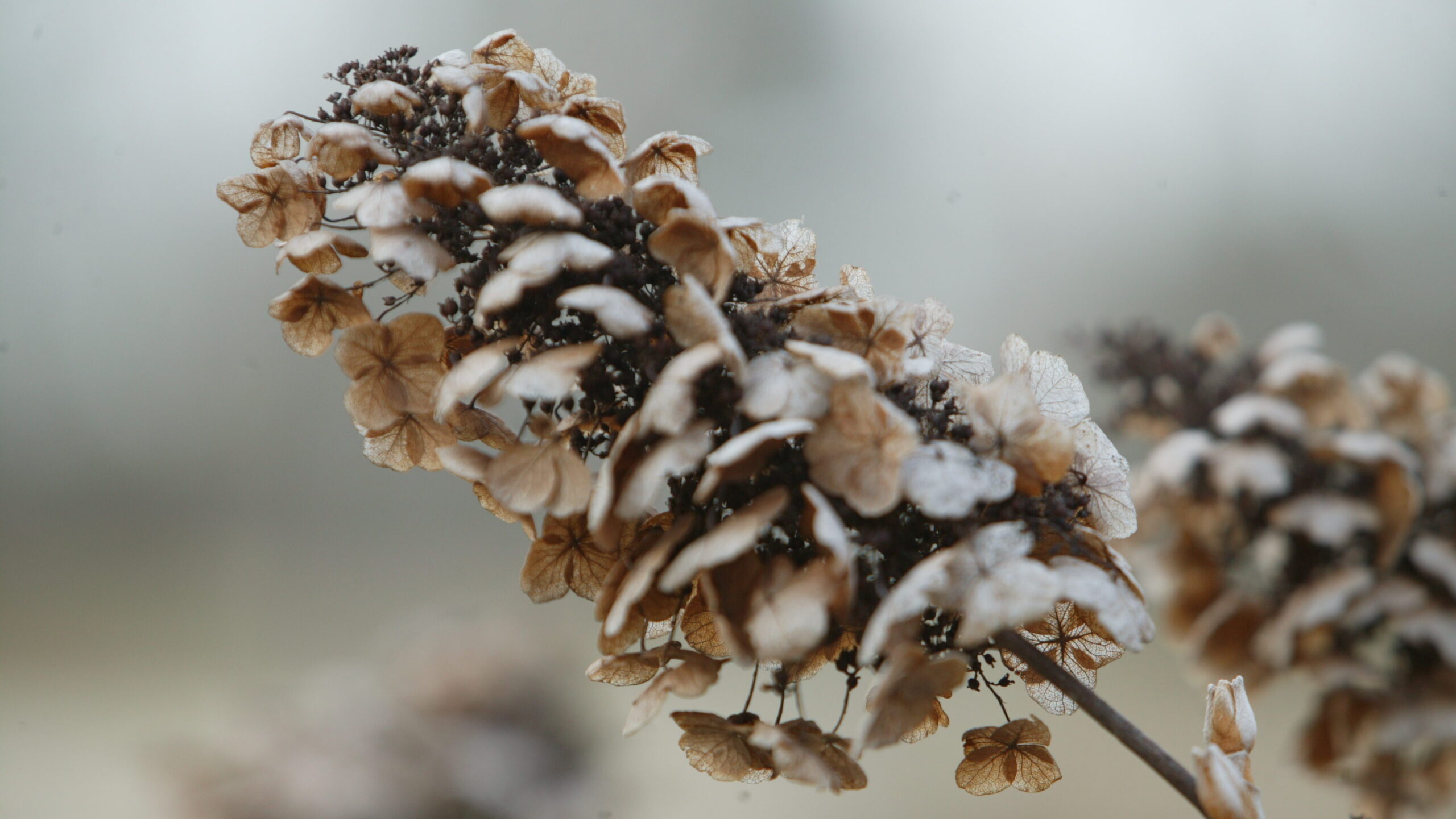 Oakleaf Hydrangea - Image 5