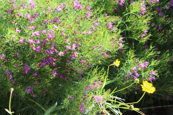 Iron Butterfly Ironweed