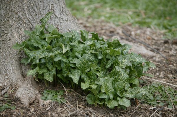 Italian Arum