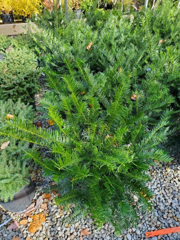 Japanese Plum Yew