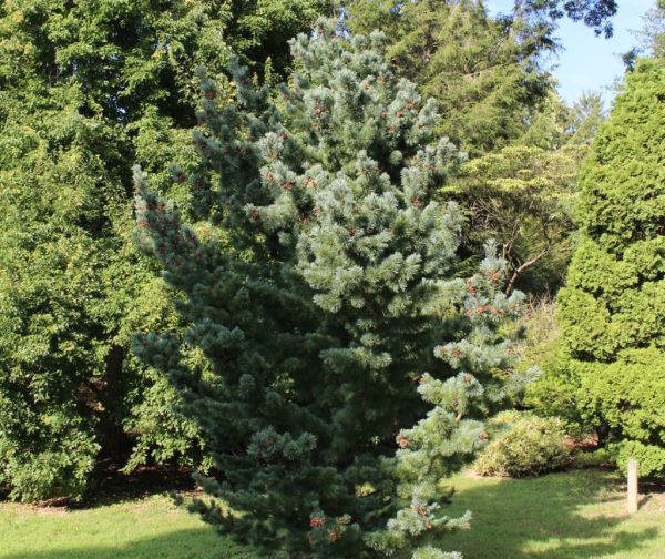 Japanese White Pine