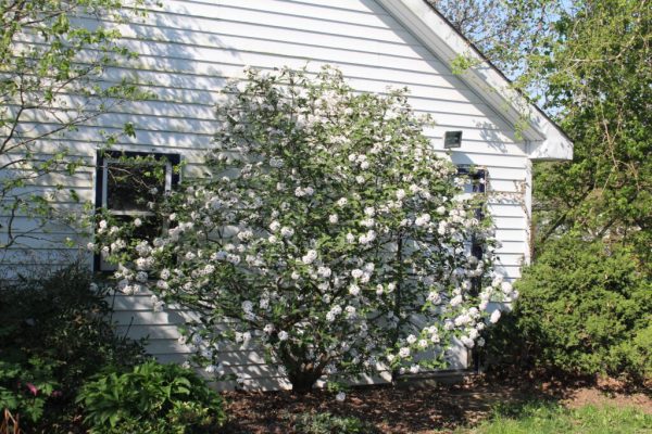 Judd Viburnum