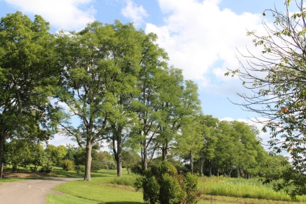 Kentucky Coffeetree
