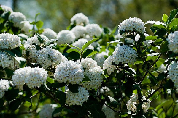 Korean Spice Viburnum