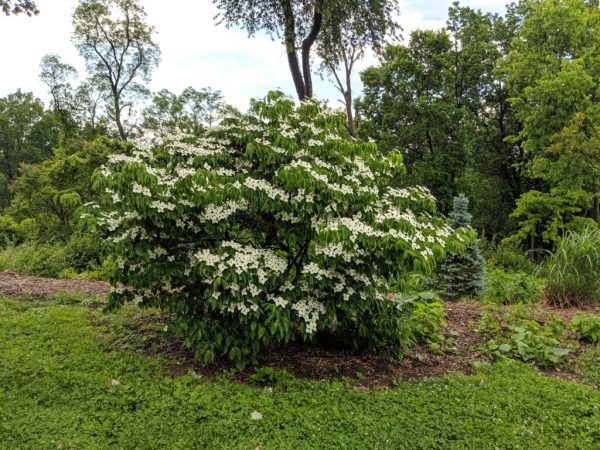 Kousa Dogwood