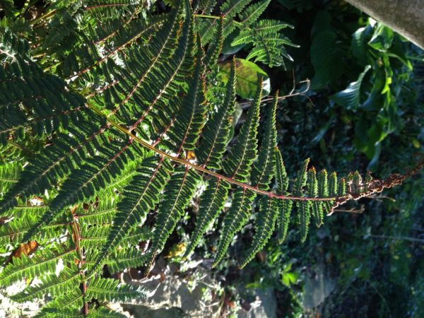 Lady in Red Lady Fern