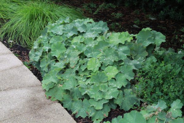 Lady’s Mantle