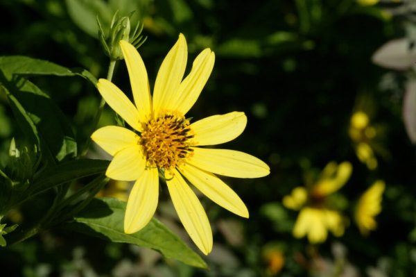 Lemon Queen Sunflower