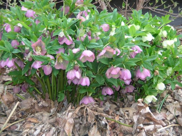 Lenten Rose