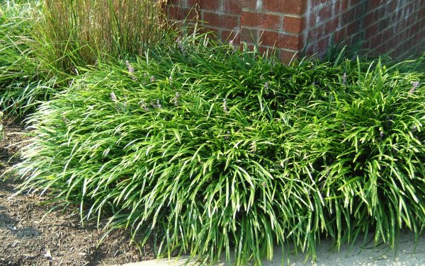 Lilyturf