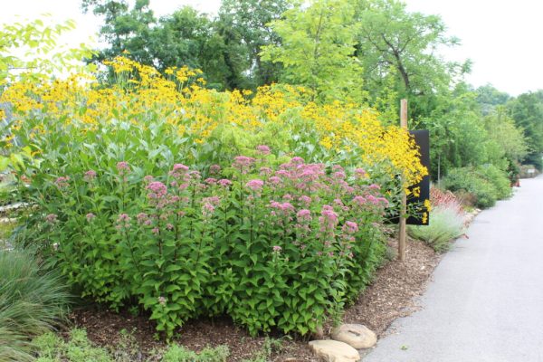 Little Joe Pye Weed