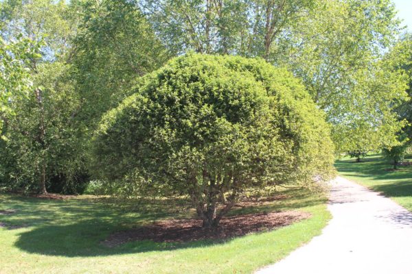 Little King River Birch