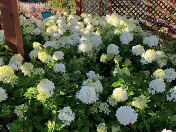Little Lime Hydrangea