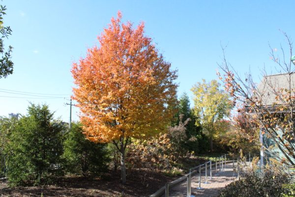 Lustre Serviceberry