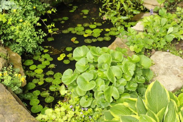 Marsh Marigold