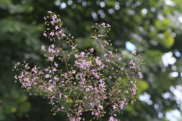 Meadow Rue