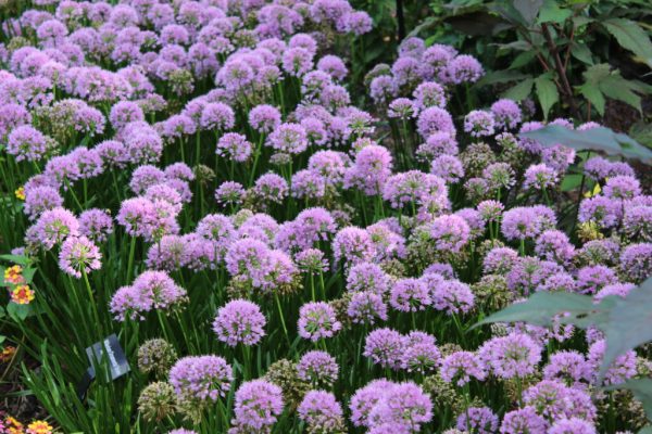 Millenium Ornamental Onion