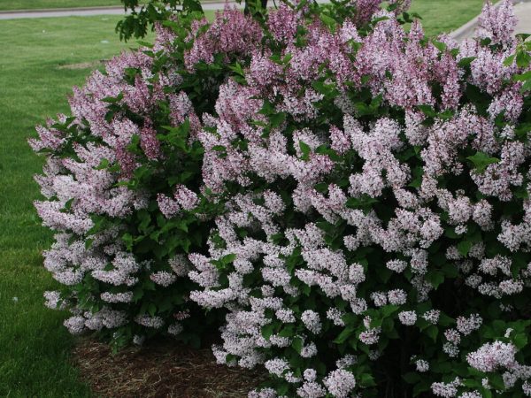 Miss Kim Manchurian Lilac
