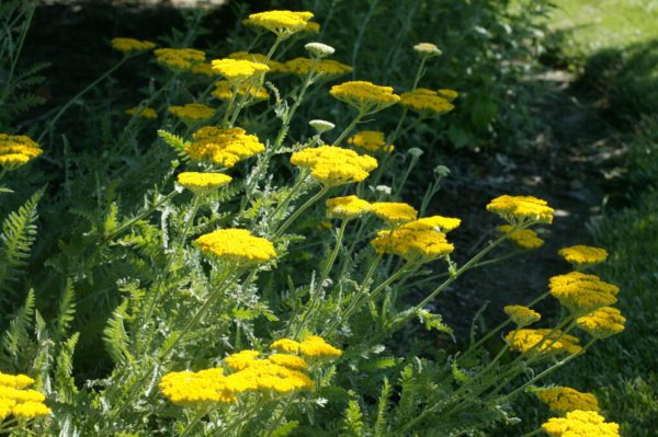 Moonshine Yarrow