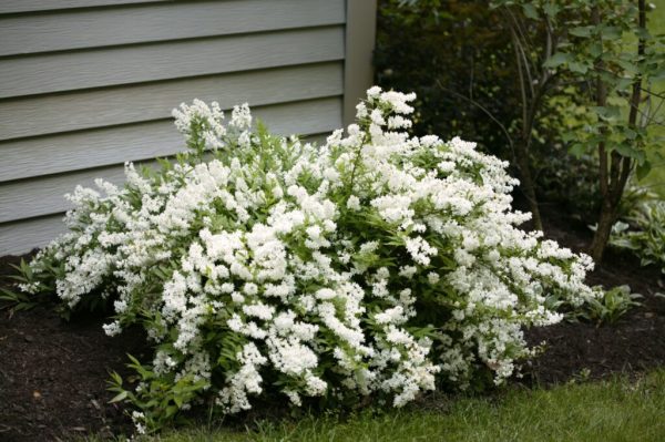 Nikko Slender Deutzia