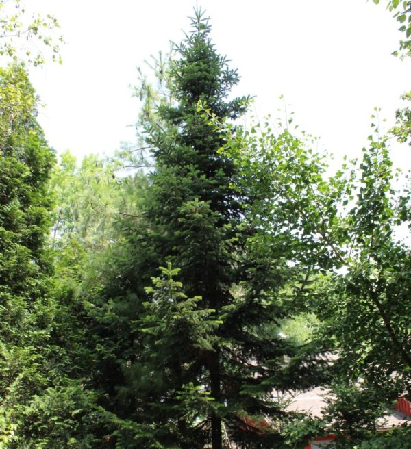 Nordman Fir