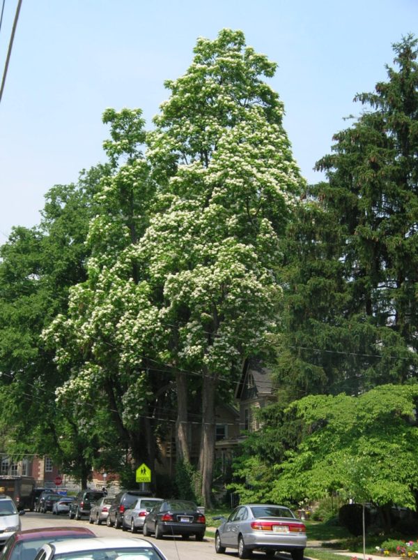 Northern Catalpa