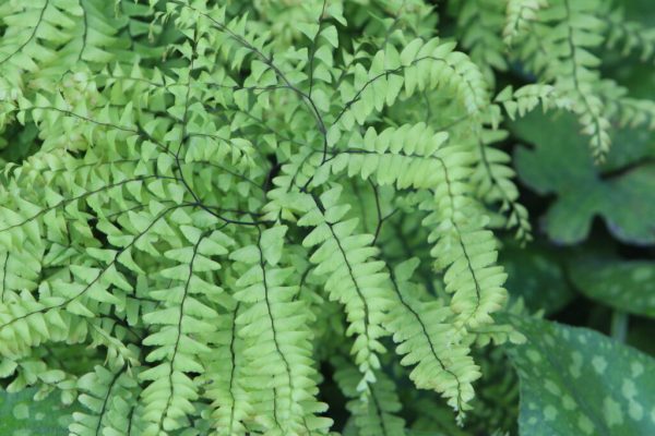 Northern Maidenhair Fern