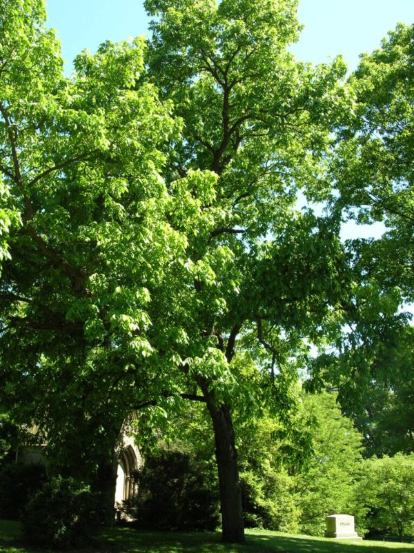 Northern Pecan