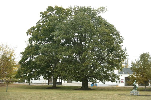Northern Red Oak