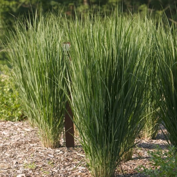 Northwind Switchgrass