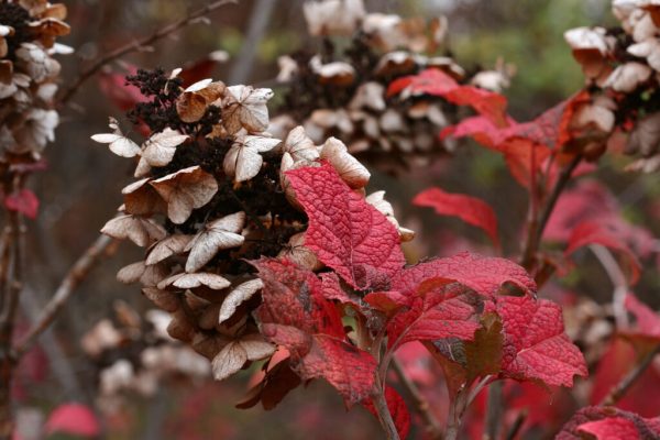 Oakleaf Hydrangea