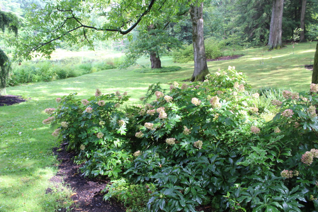 Oakleaf Hydrangea - Image 3