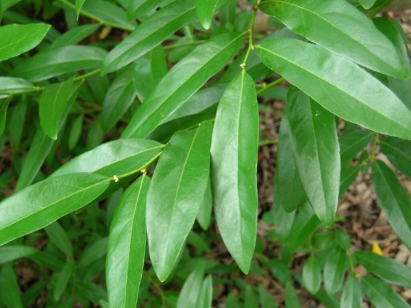 Oriental Spicebush
