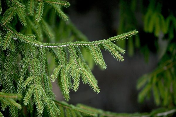 Oriental Spruce