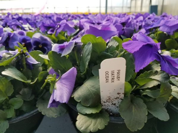 Pansy Matrix Ocean