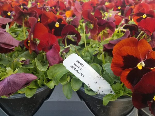 Pansy Matrix Red Blotch