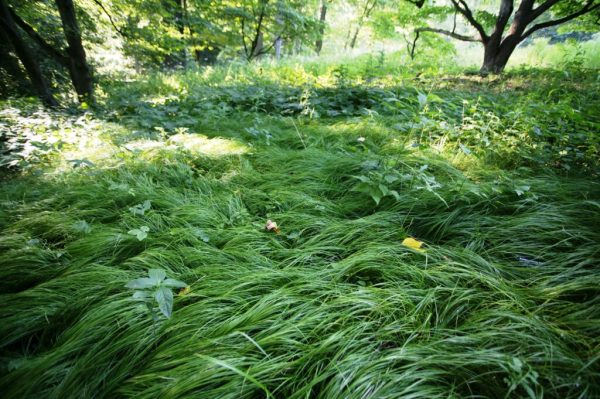 Pennsylvania Sedge