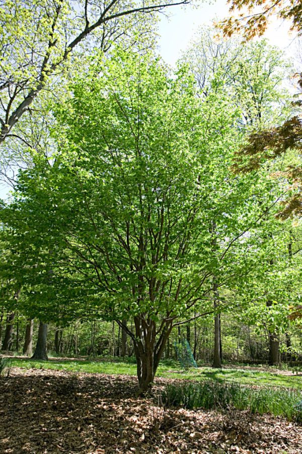 Persian Ironwood