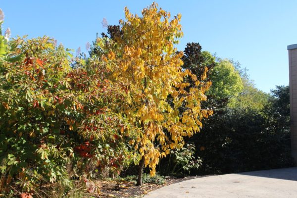 Persimmon