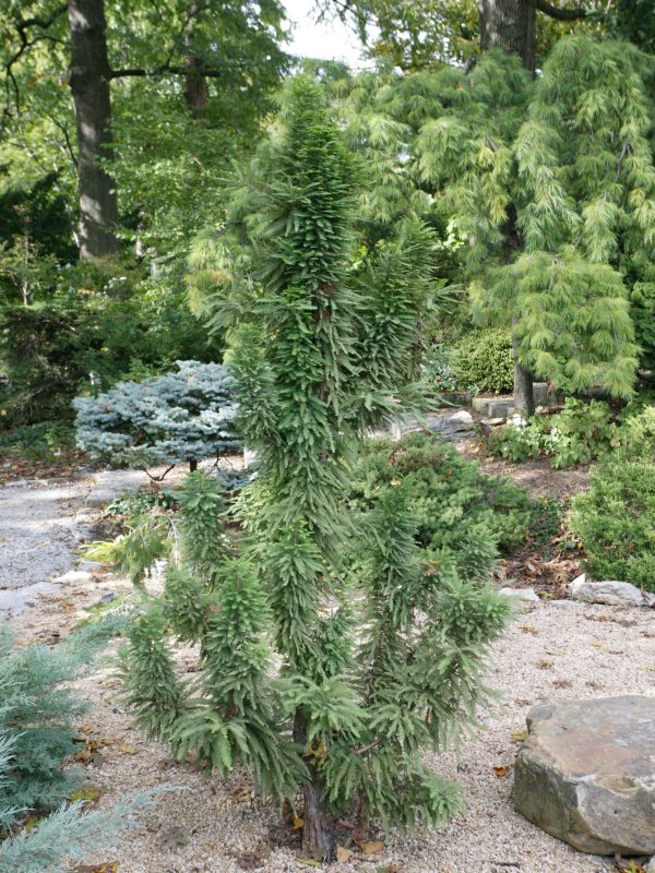 Peve Minaret Bald Cypress