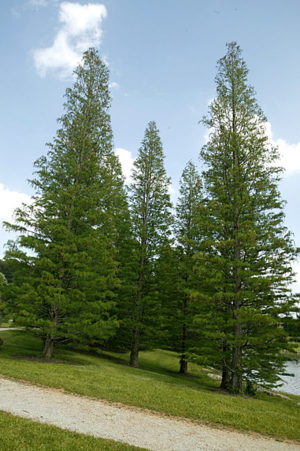 Pond Cypress
