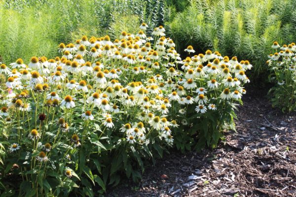 Pow Wow White Coneflower