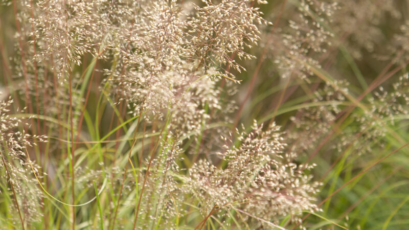 Prairie Dropseed - Native Roots