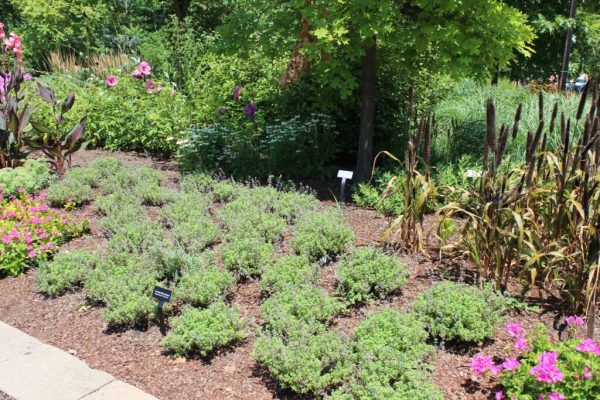 Prussian Blue Catmint