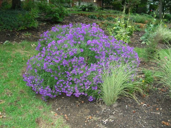 Purple Dome New England Aster